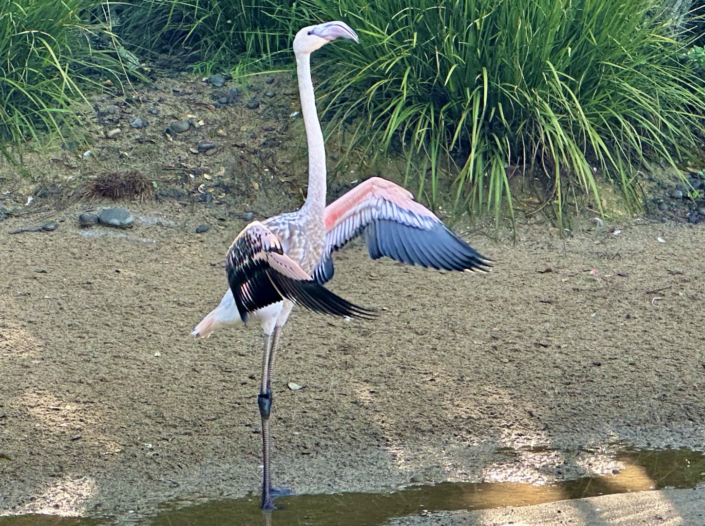 Juvenile Greater Flamingo