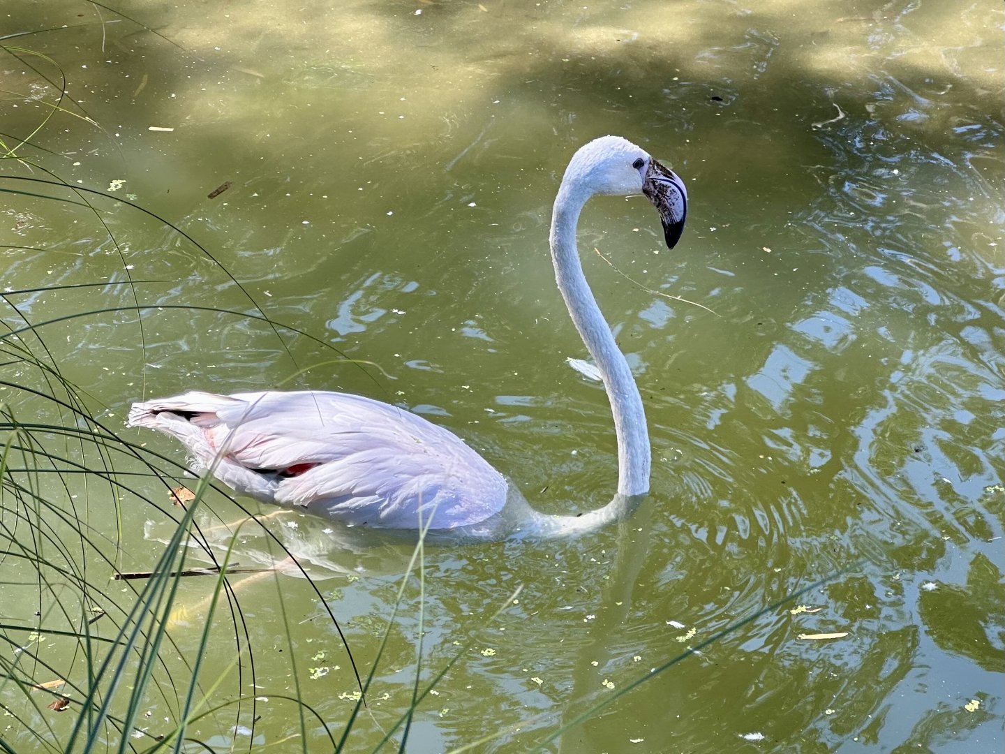 Juvenile Greater Flamingo