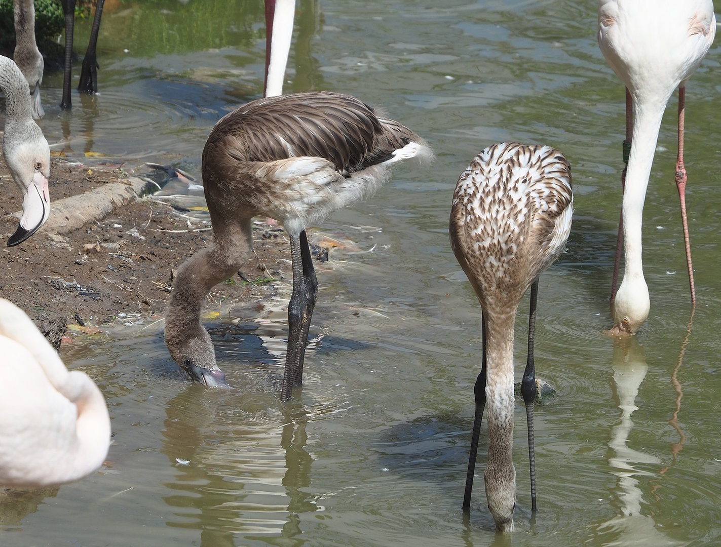 Juvenile Greater flamingos (Phoenicopterus roseus), 2022-08-20