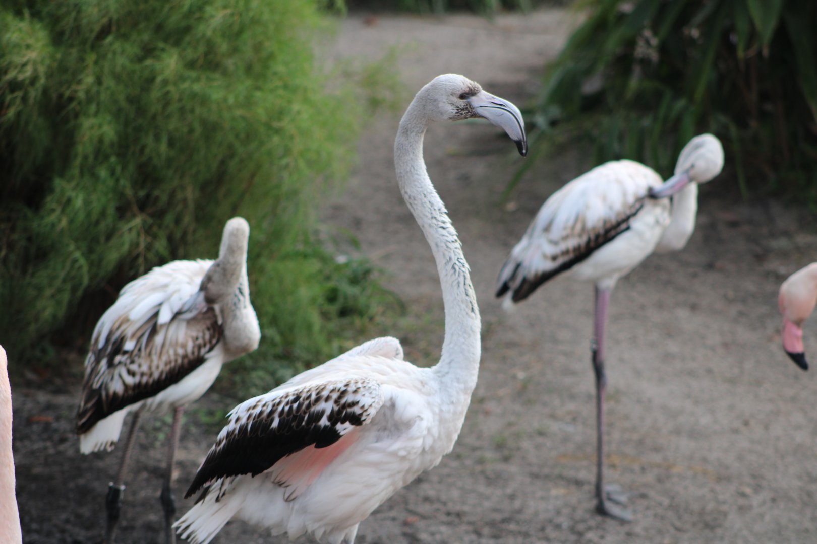 Juvenile Greater Flamingos (Phoenicopterus roseus)