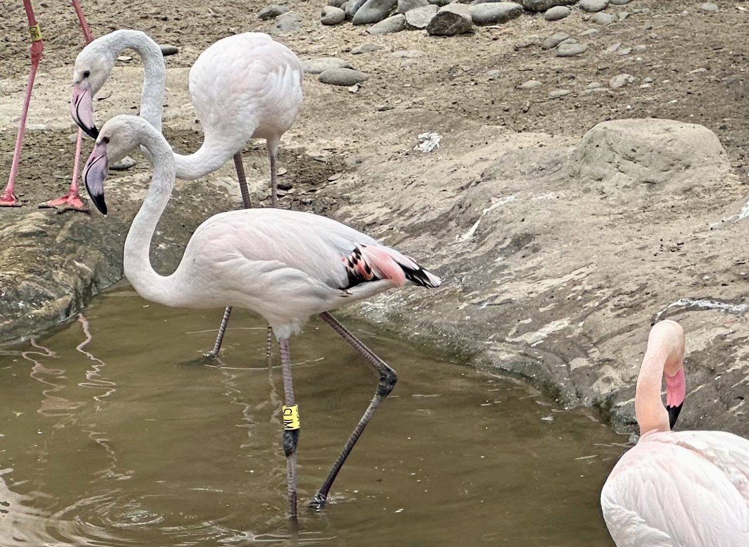 Juvenile Greater Flamingos