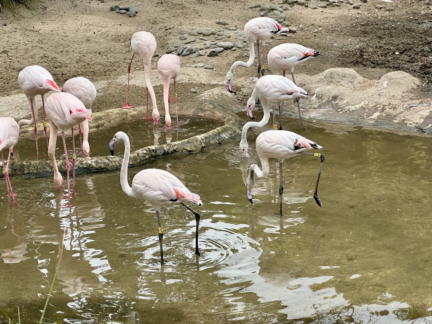 Juvenile Greater Flamingos