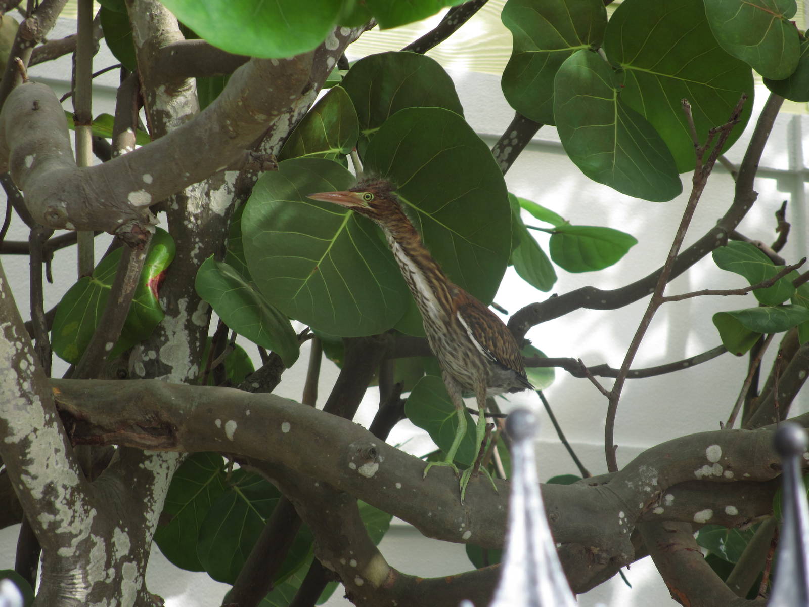 Juvenile Green Heron