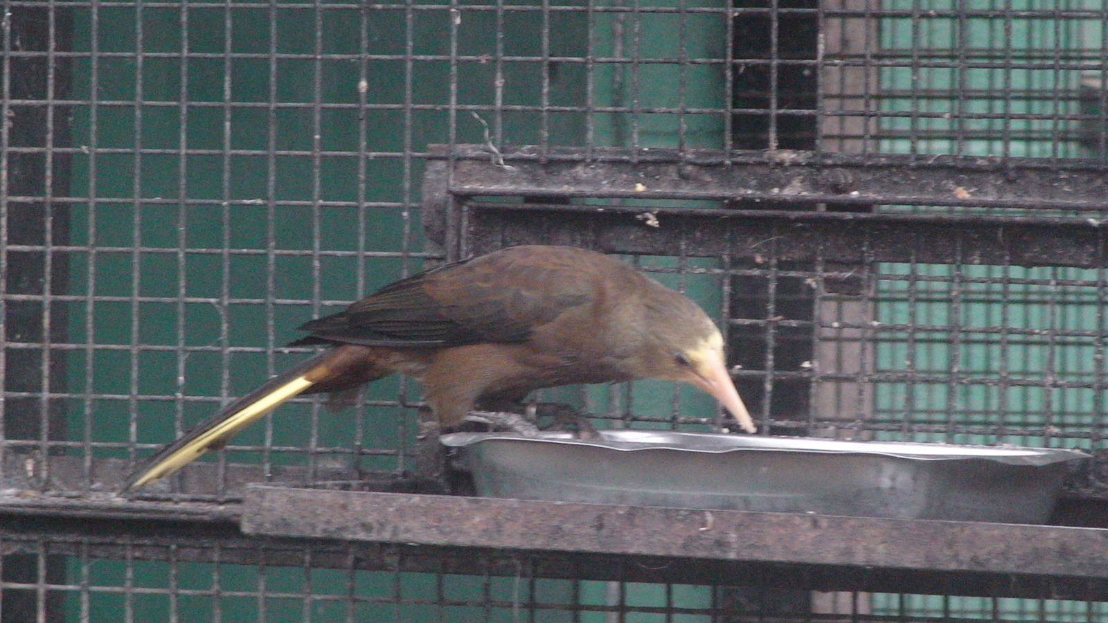 Juvenile Green Oropendola