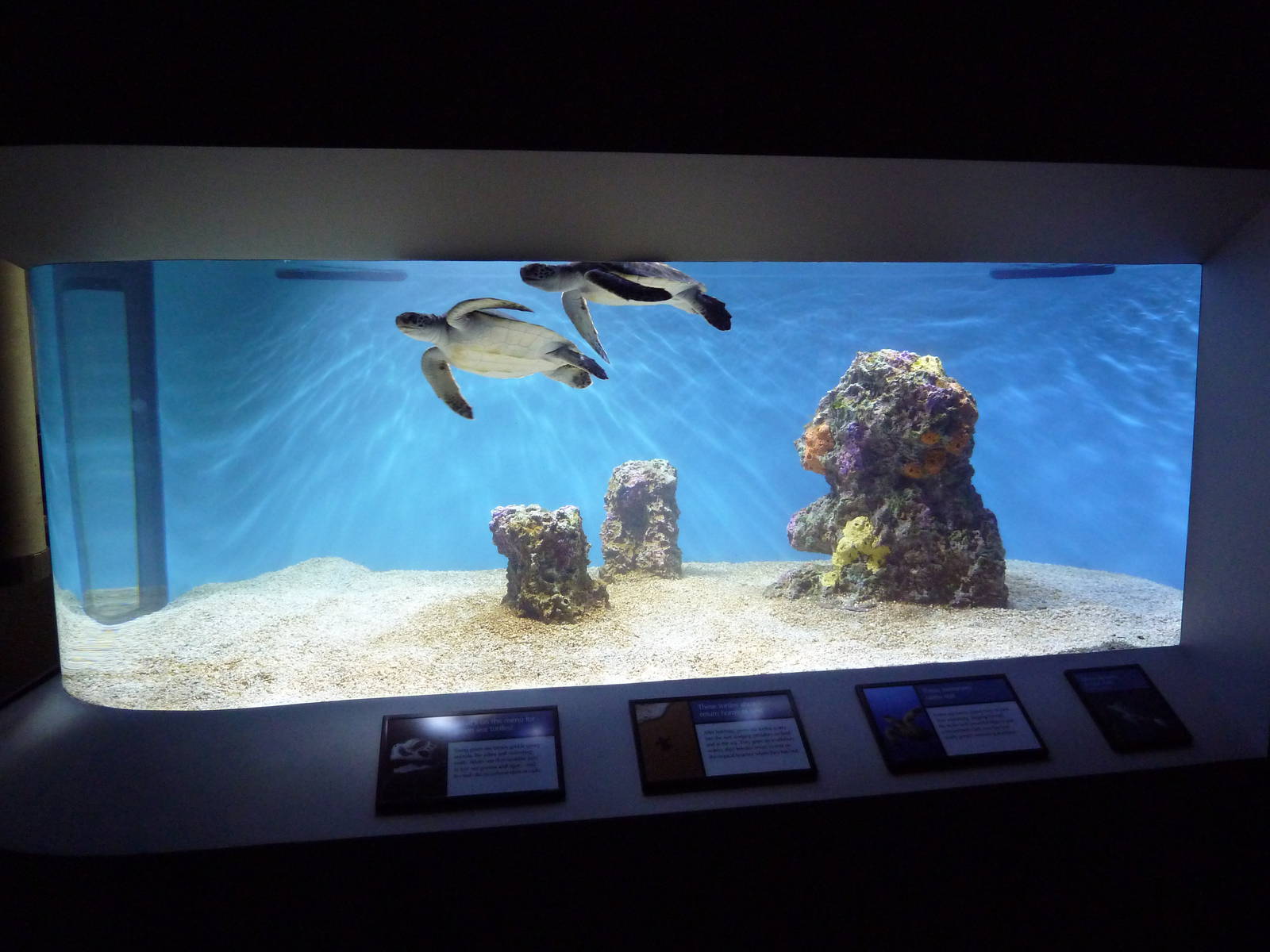 Juvenile Green Sea Turtle Exhibit
