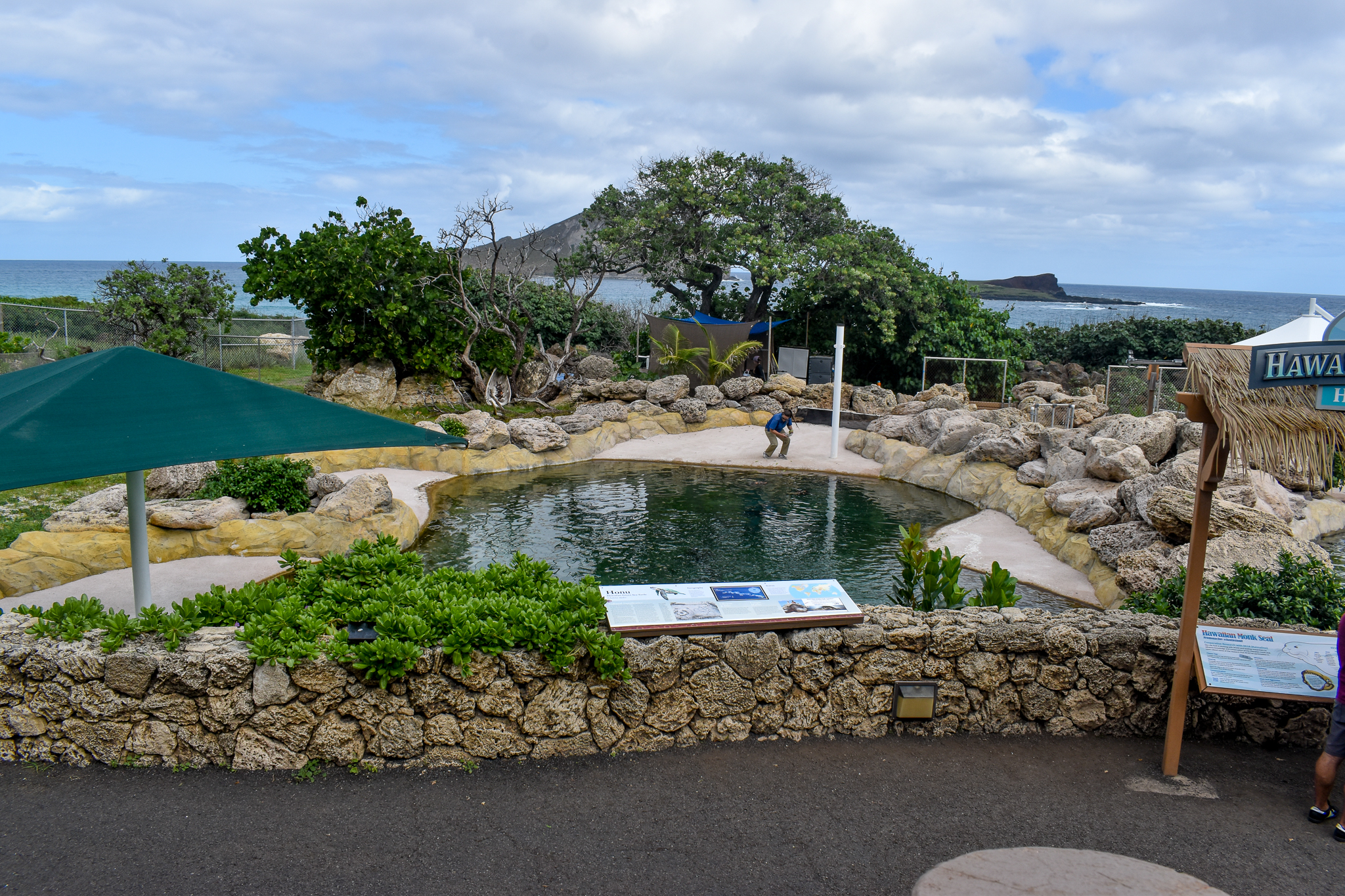 Juvenile Green Turtle enclosure