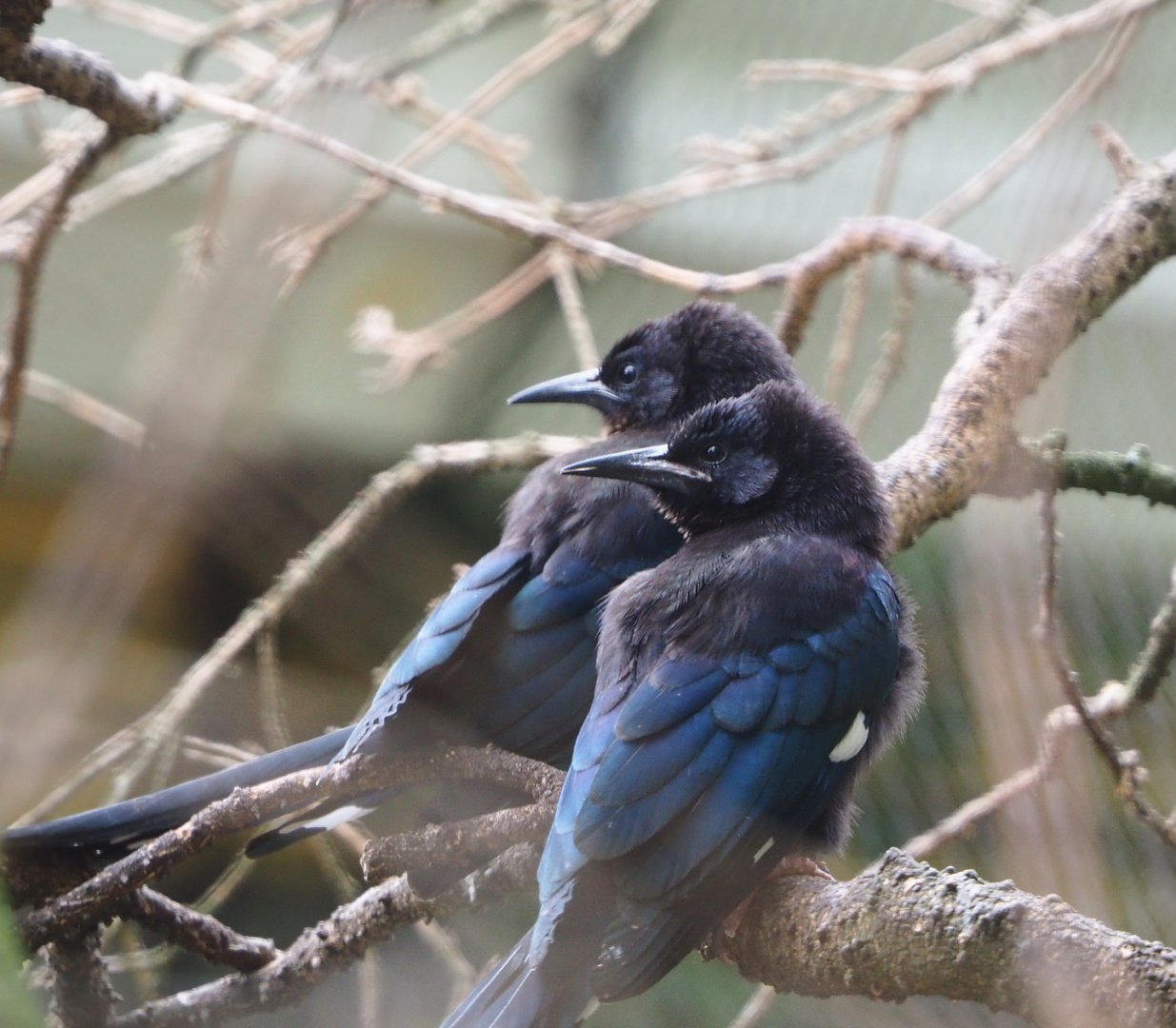 Juvenile Green woodhoepoes (Phoeniculus purpureus), 2020-05-24