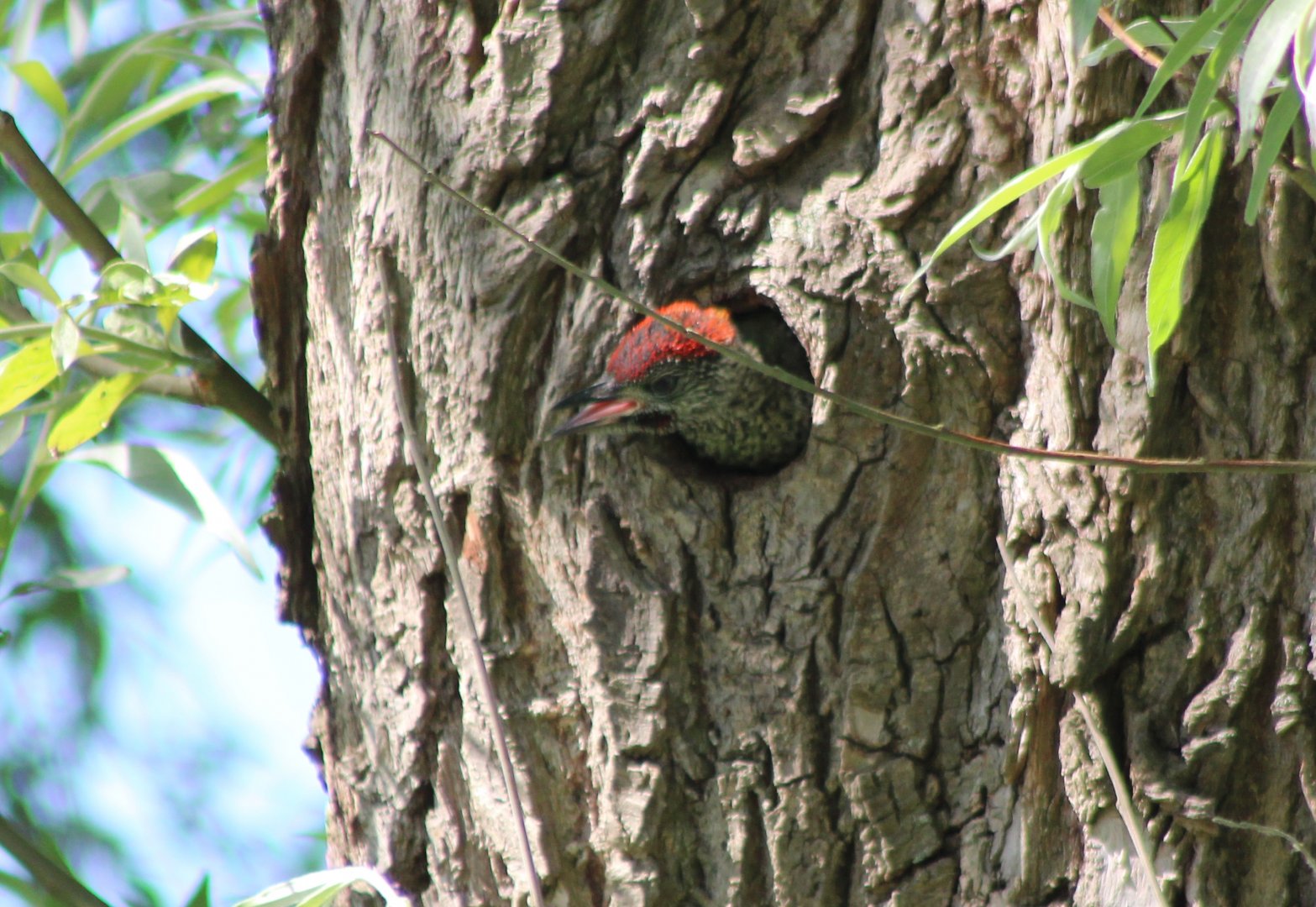 Juvenile Green woodpecker looking uot of the nest
