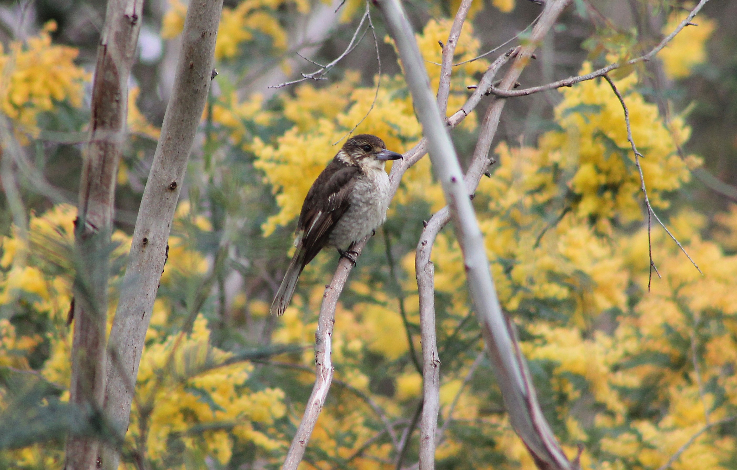 juvenile Grey Butcherbird (Cracticus torquatus)