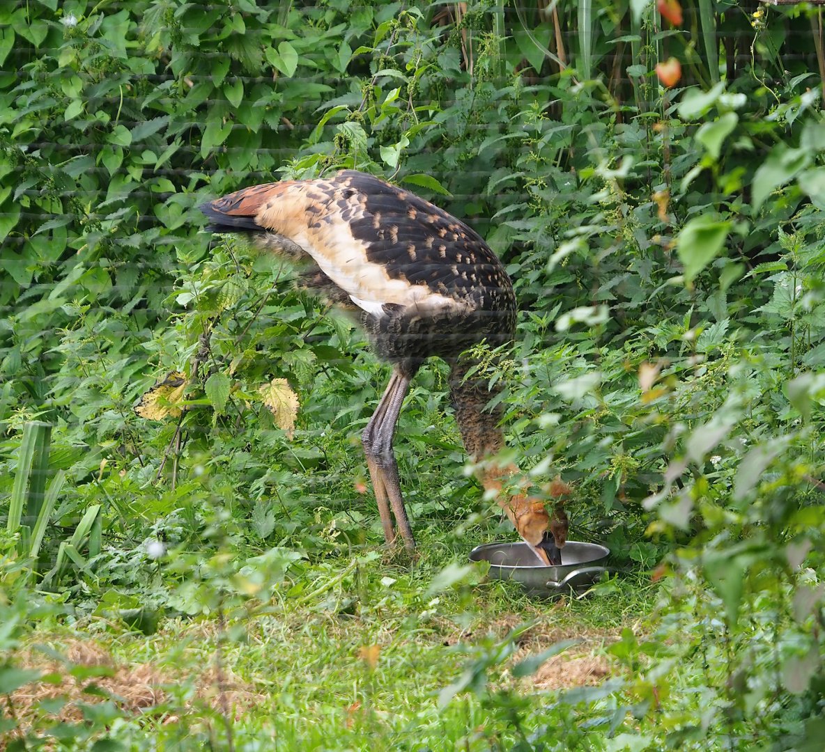 Juvenile Grey crowned crane (Balearica regulorum), 2023-08-17
