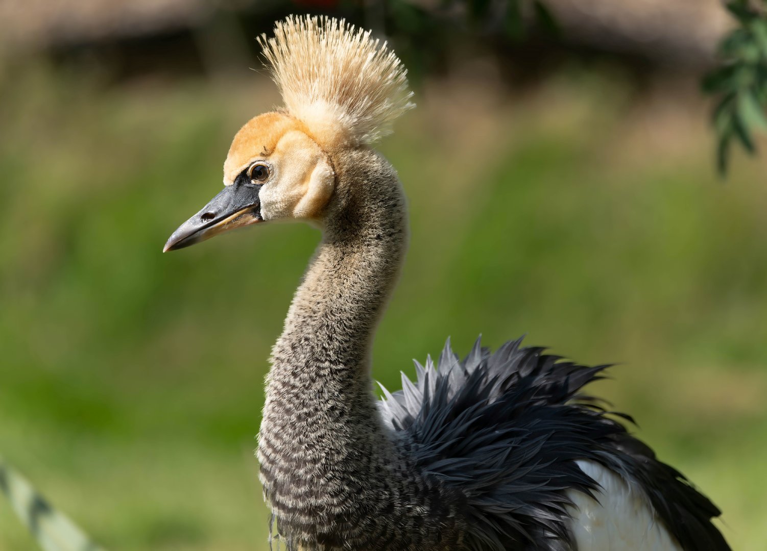 Juvenile grey crowned crane, Colchester, UK