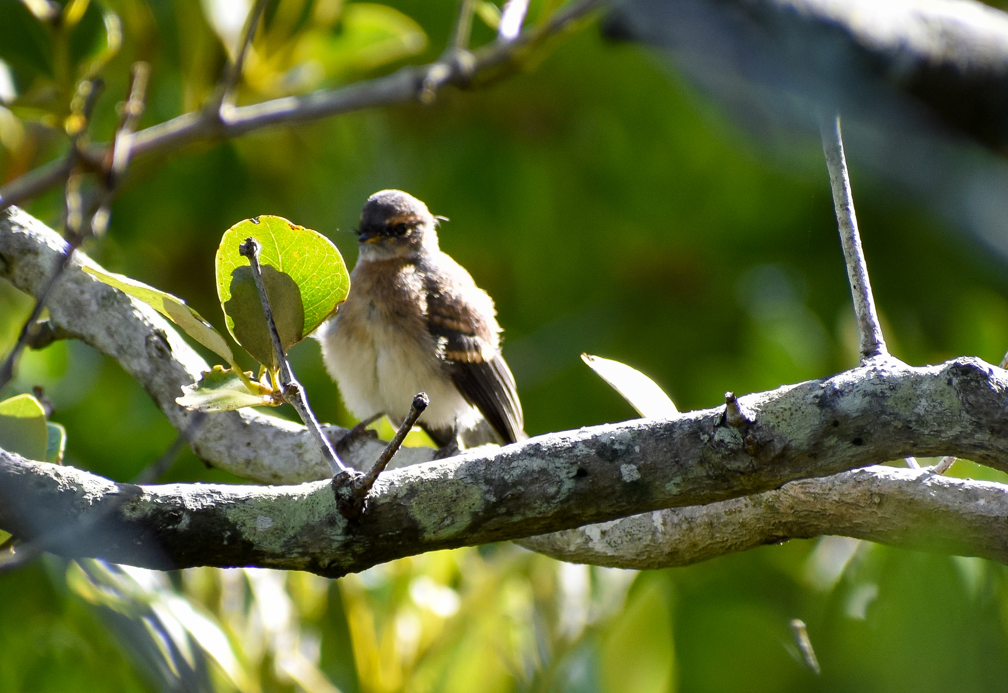 Juvenile - Grey Fantail (Rhipidura albiscapa)