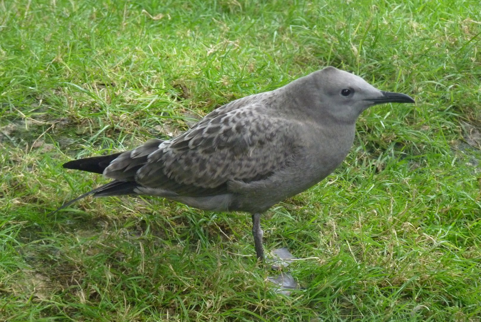 Juvenile Grey Gull. August 2017