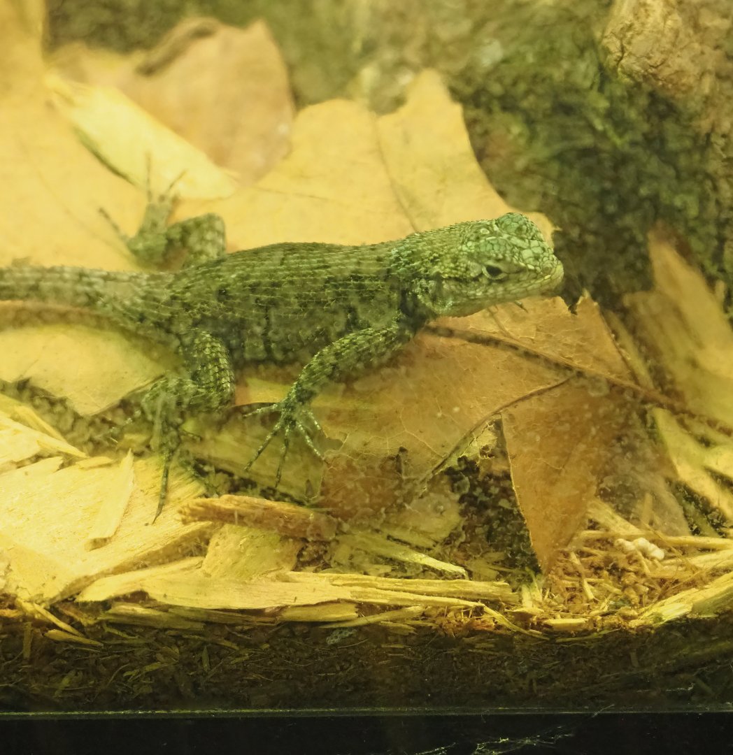 Juvenile Guatemalan emerald spiny lizard (Sceloporus taeniocnemis), 2023-07-02
