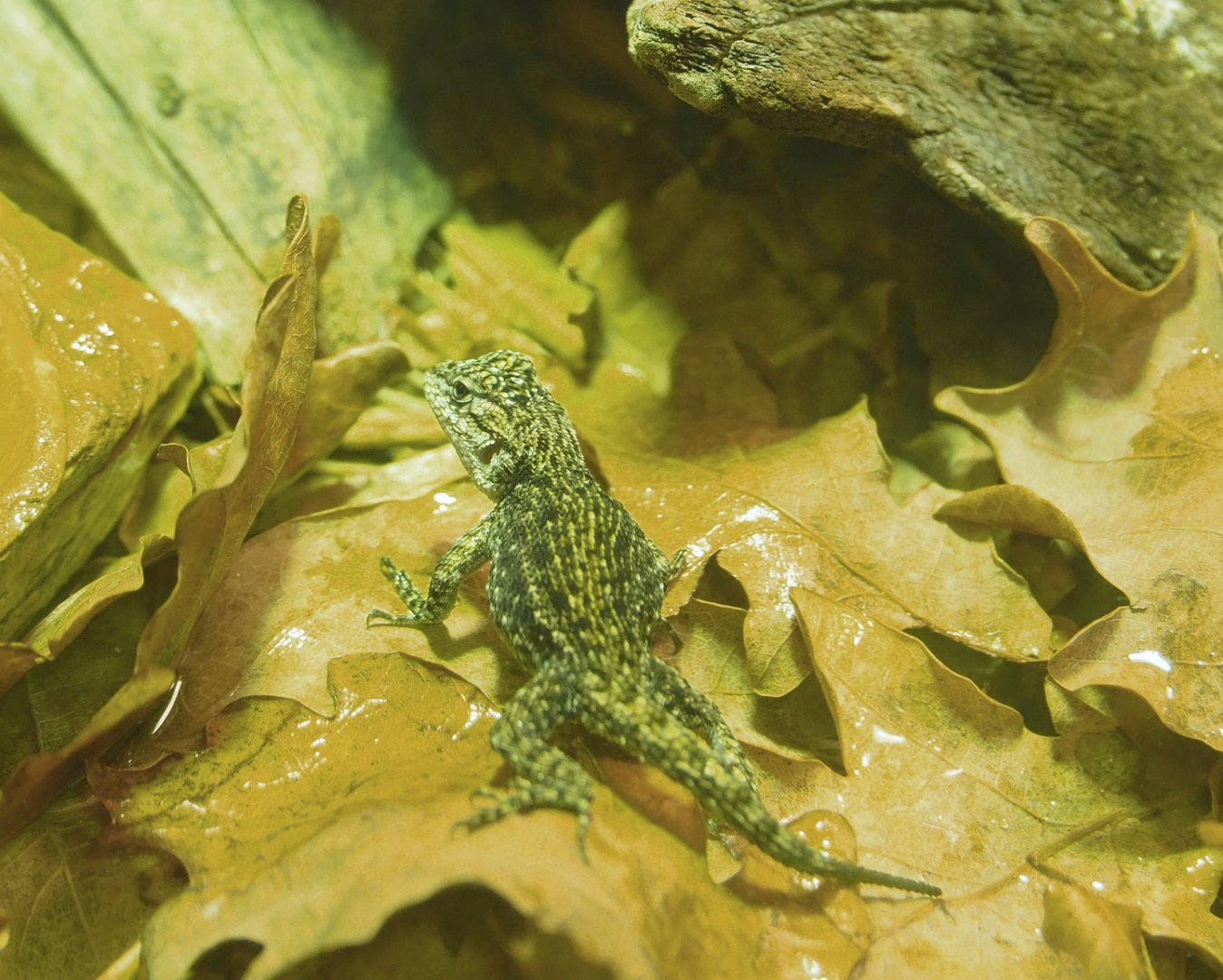 Juvenile Guatemalan emerald spiny lizard (Sceloporus taeniocnemis), 2023-07-22