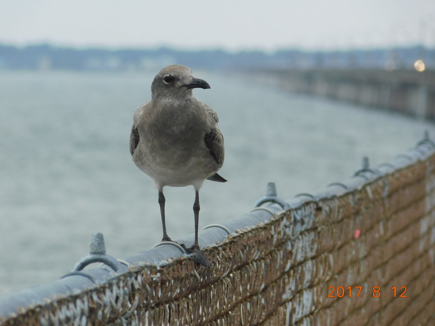 Juvenile Gull ID?