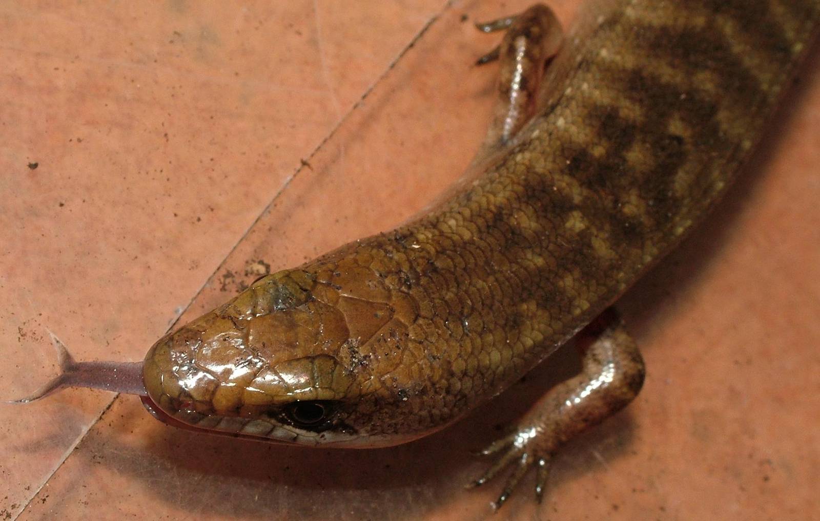 Juvenile Haitian Giant Galliwasp