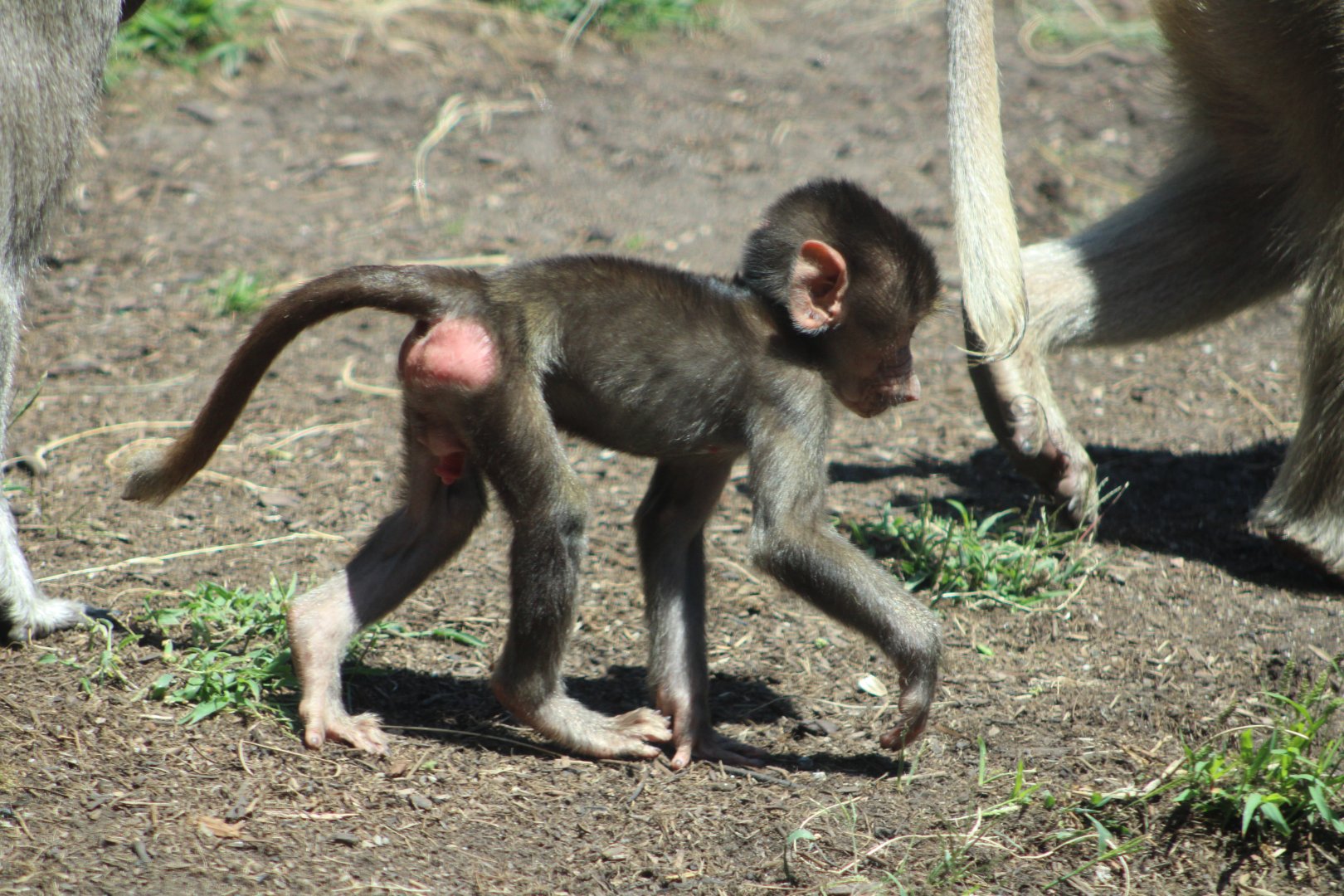 Juvenile Hamadryas Baboon (Papio hamadryas)