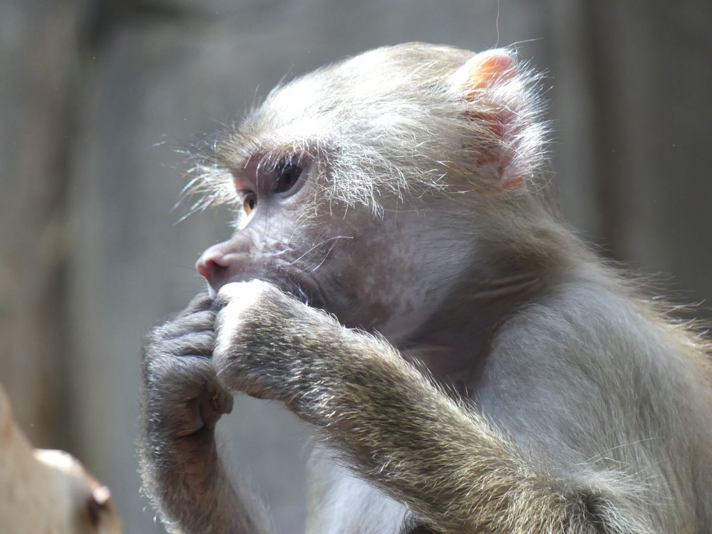 juvenile Hamadryas Baboon - Zoo København - 26.05.25