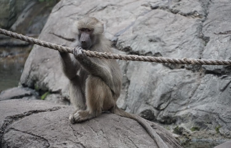 Juvenile hamadryas baboon