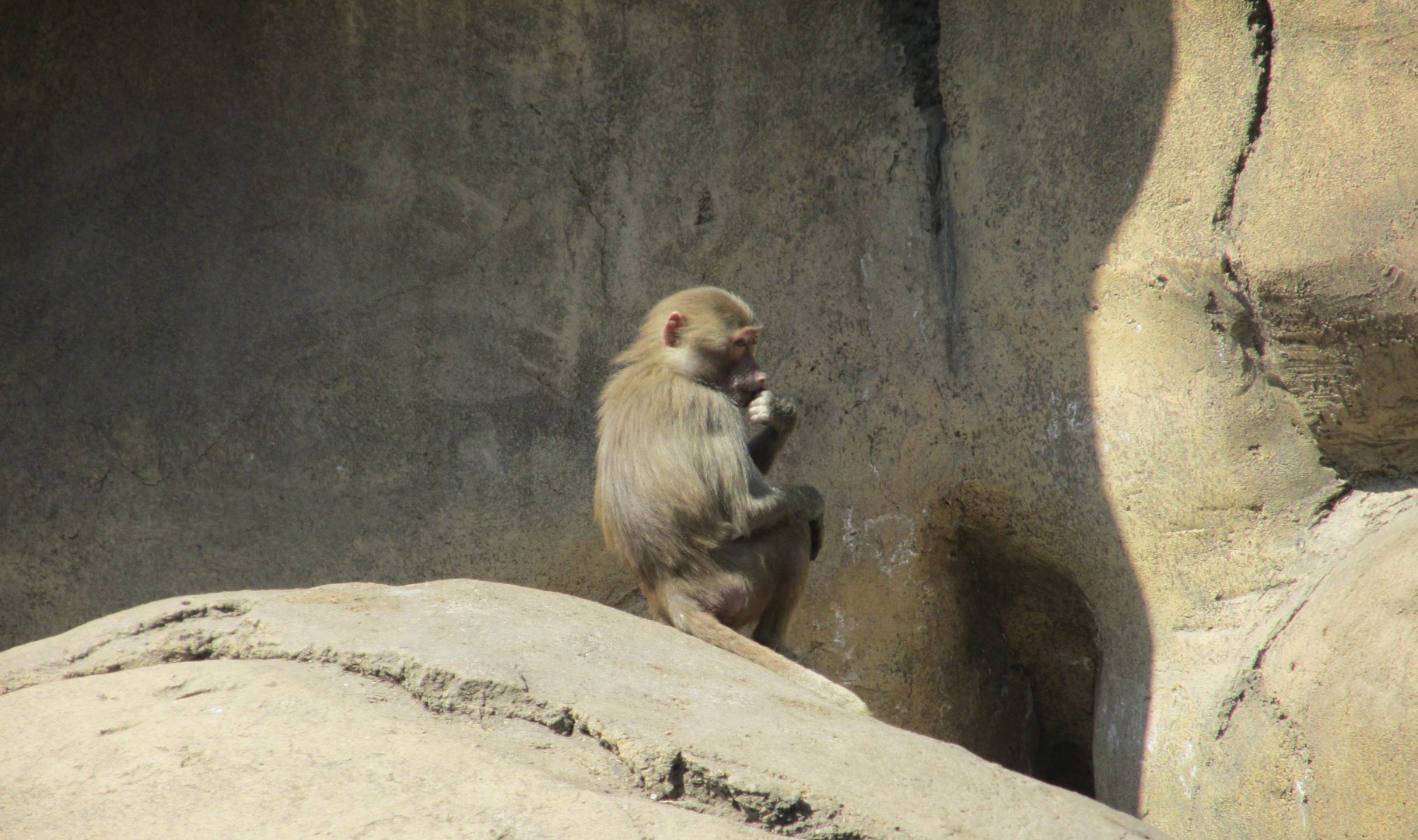 juvenile hamadryas baboon