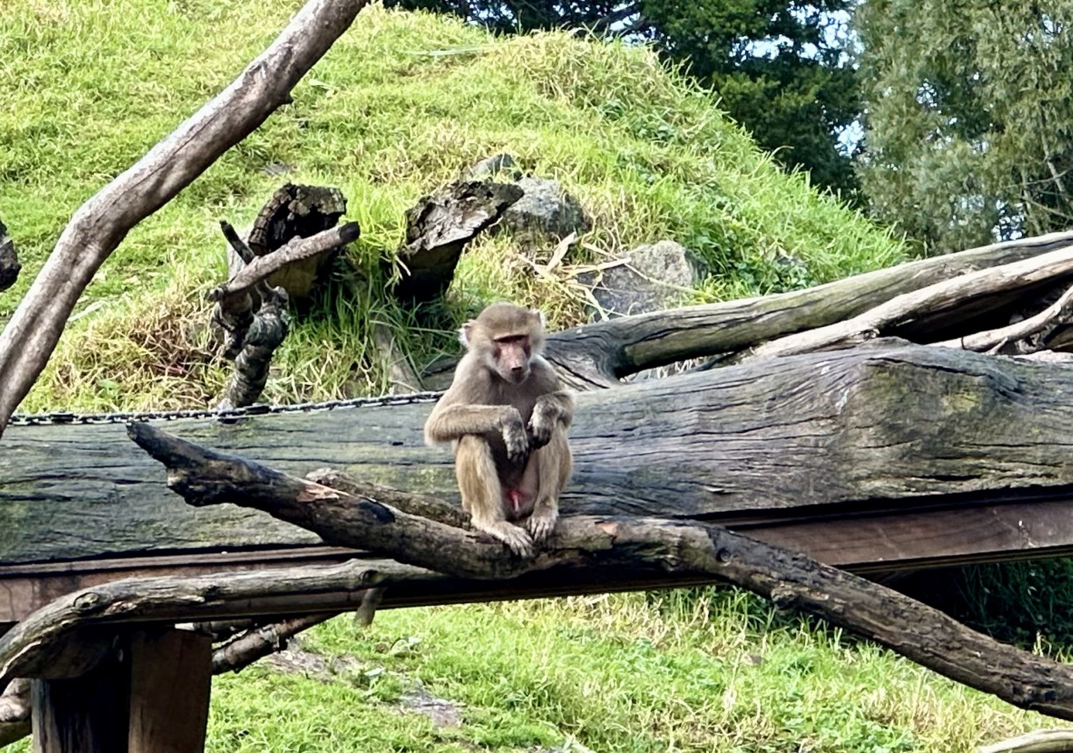 Juvenile Hamadryas Baboon