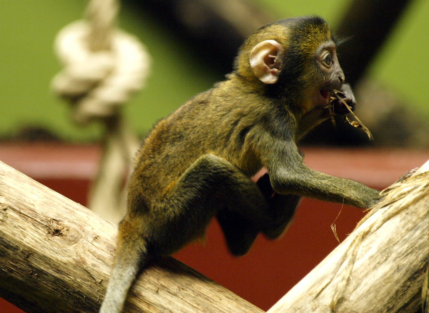 Juvenile Hamlyn's guenon