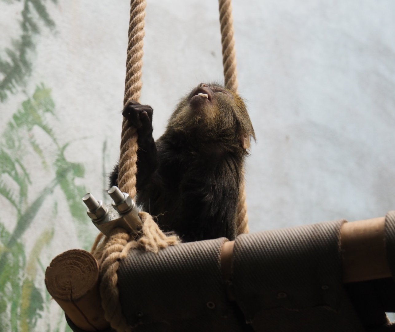 Juvenile Hamlyn's monkey (Cercopithecus hamlyni), 2019-04-20