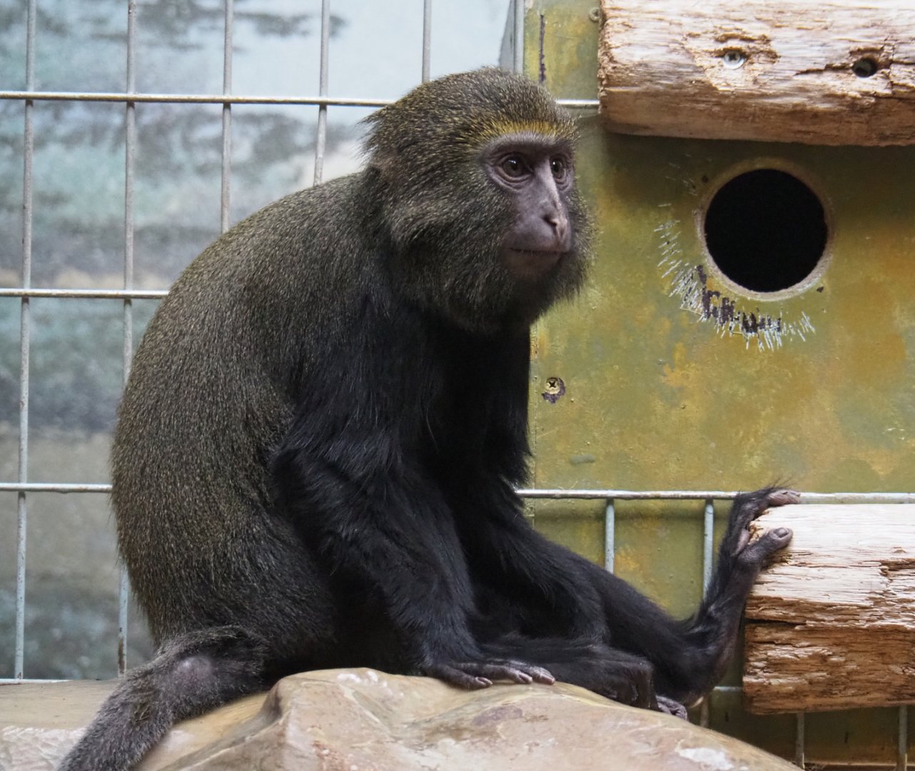 Juvenile Hamlyn's monkey (Cercopithecus hamlyni), 2020-05-24
