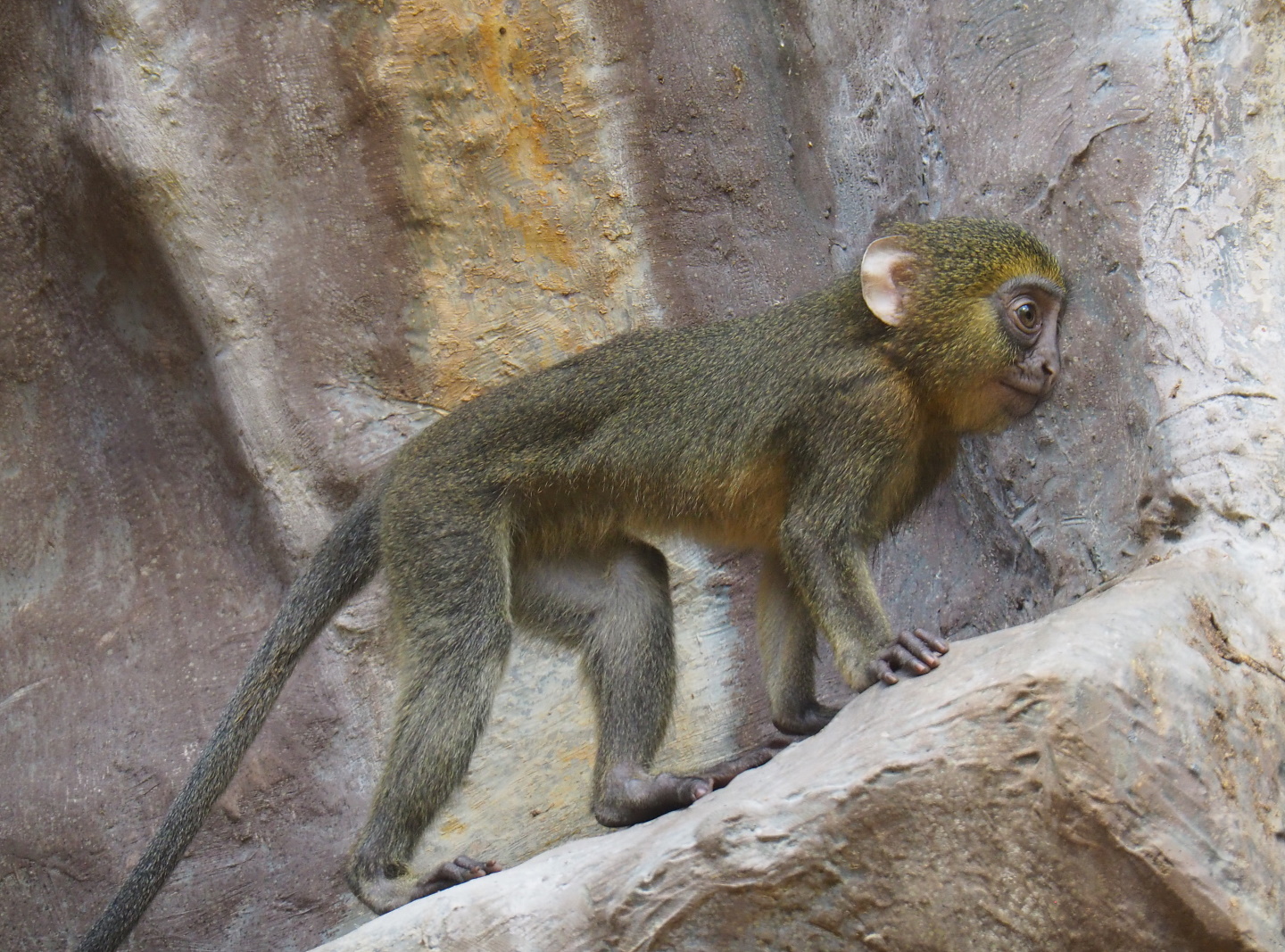 Juvenile Hamlyn's monkey (Cercopithecus hamlyni), 2021-07-17