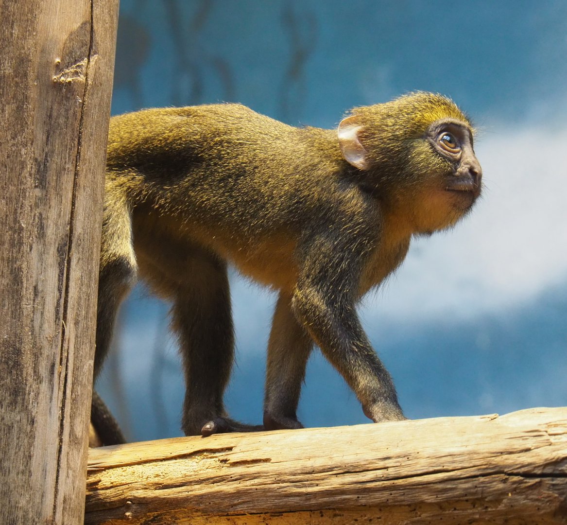 Juvenile Hamlyn's monkey (Cercopithecus hamlyni), 2021-07-17