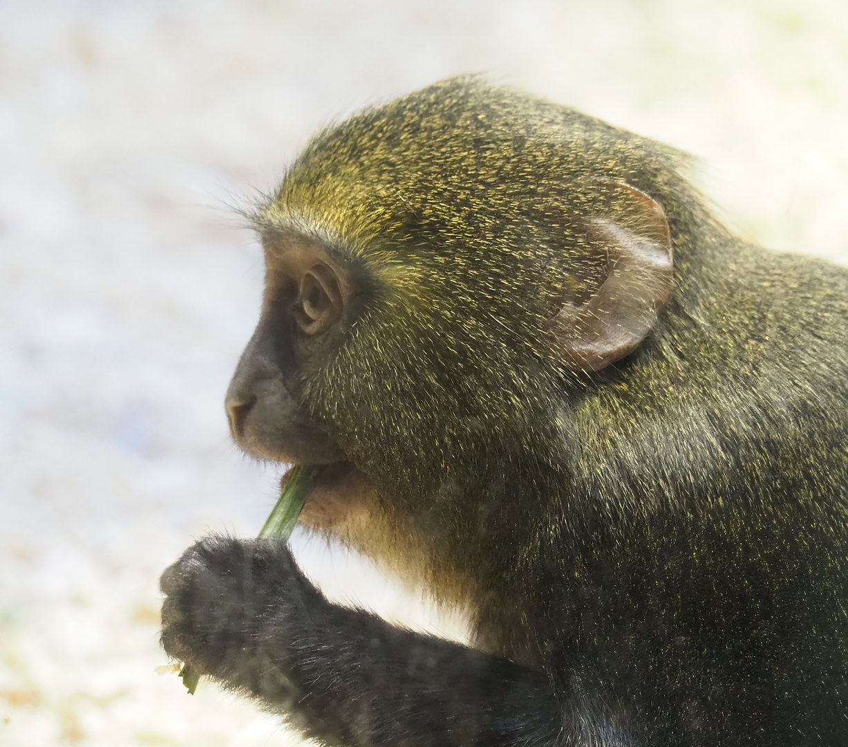 Juvenile Hamlyn's monkey (Cercopithecus hamlyni), 2022-08-16