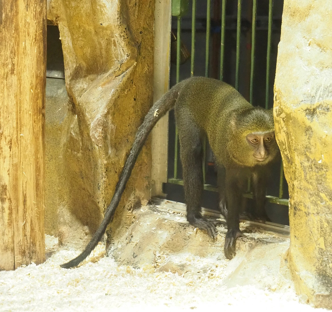 Juvenile Hamlyn's monkey (Cercopithecus hamlyni), 2022-10-29