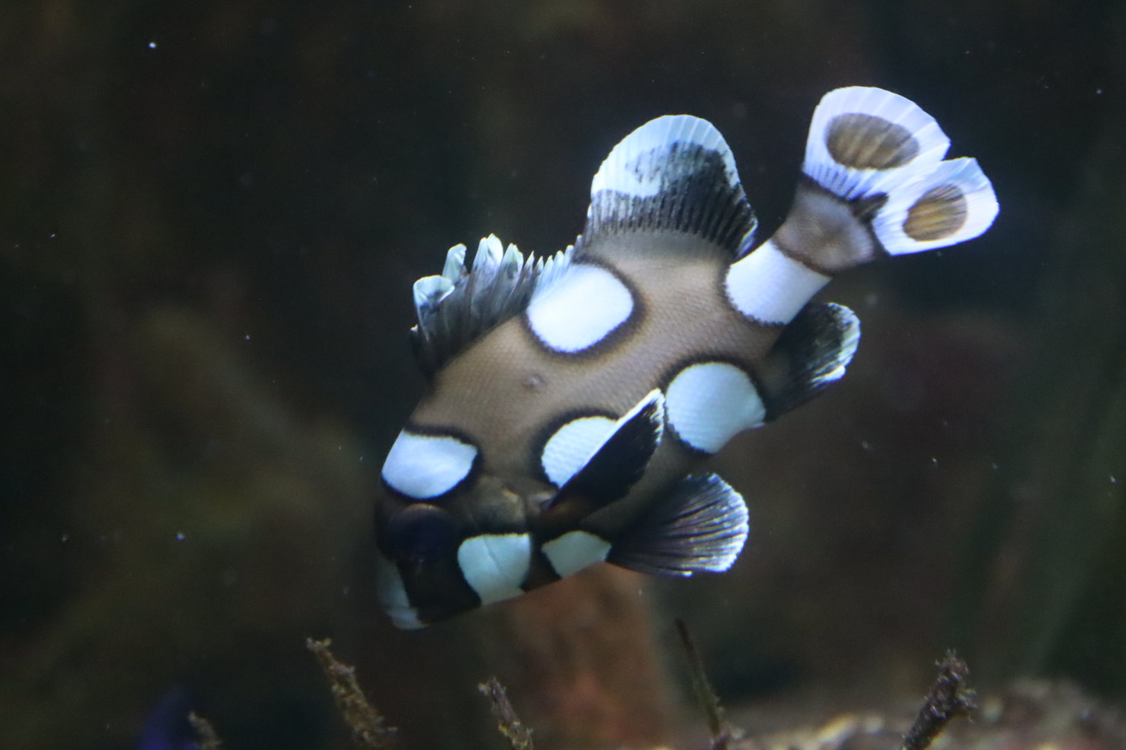 Juvenile Harlequin Sweetlips (Plectorhinchus chaetodonoides)