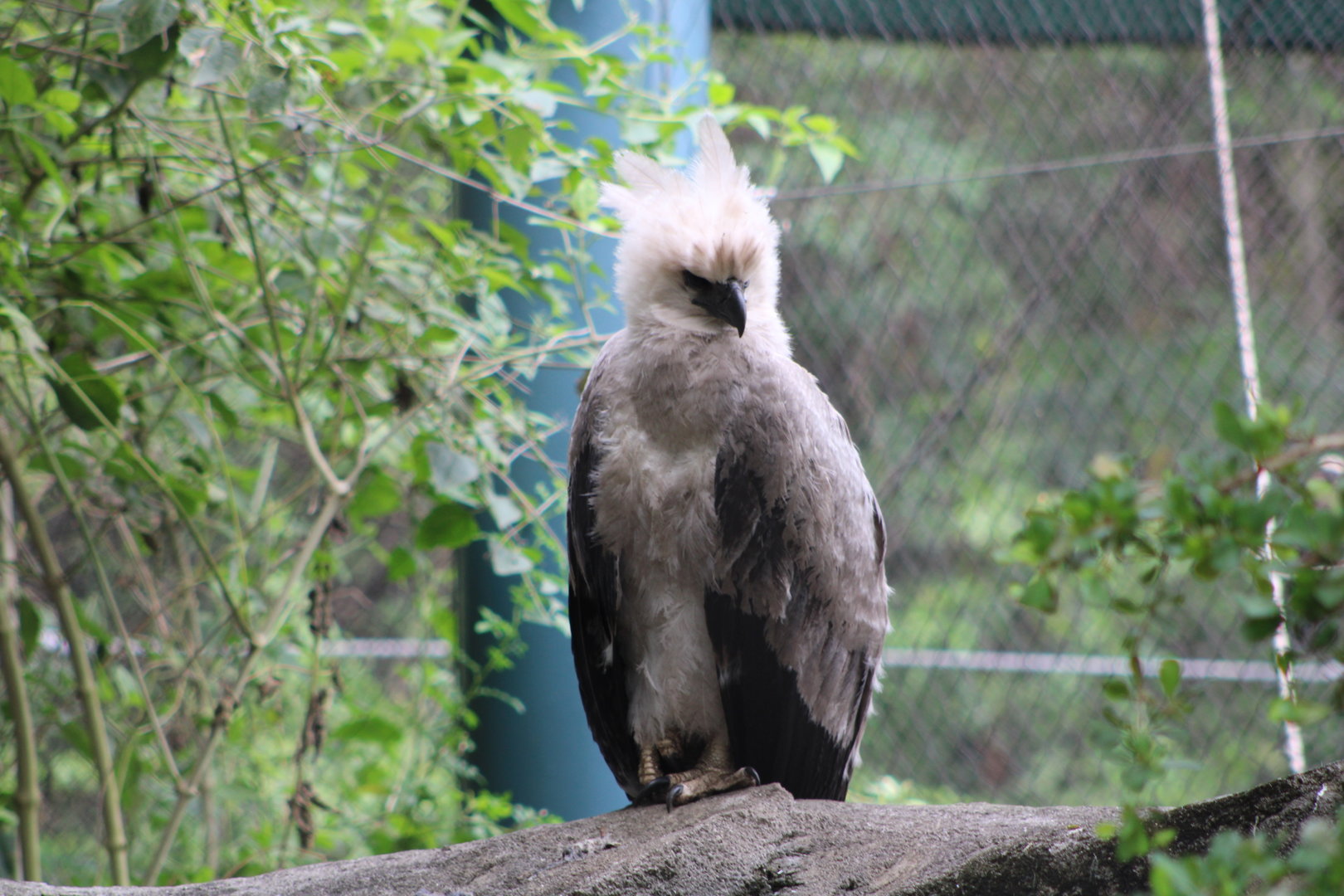 Juvenile Harpy Eagle (Harpia harpyja)