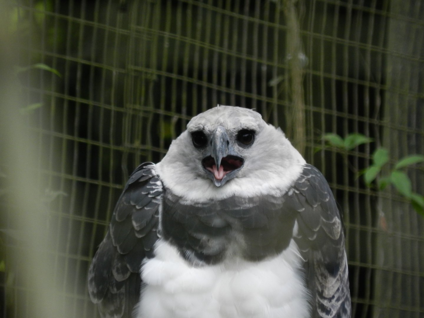 Juvenile harpy eagle - RBBV (ZRRL)