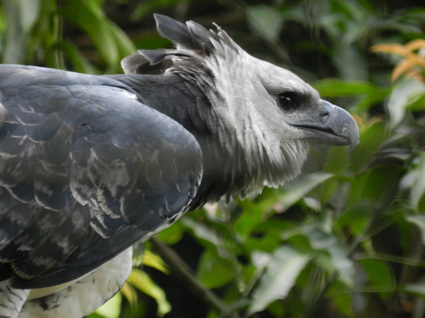 Juvenile harpy eagle - RBBV (ZRRL)