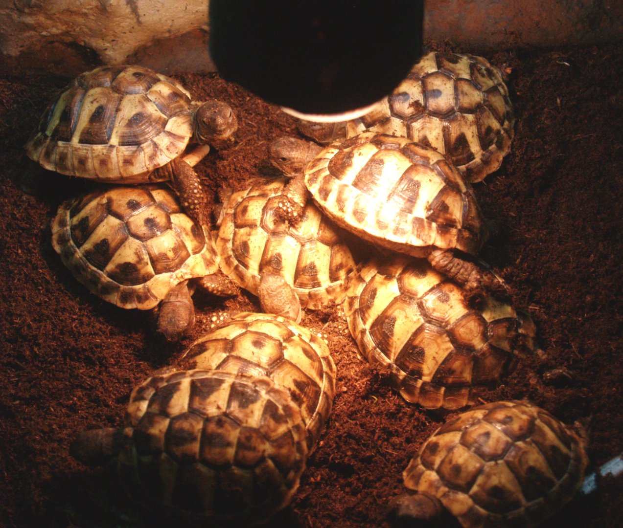 Juvenile Hermann's tortoises (Testudo hermanni), 2009-04-14