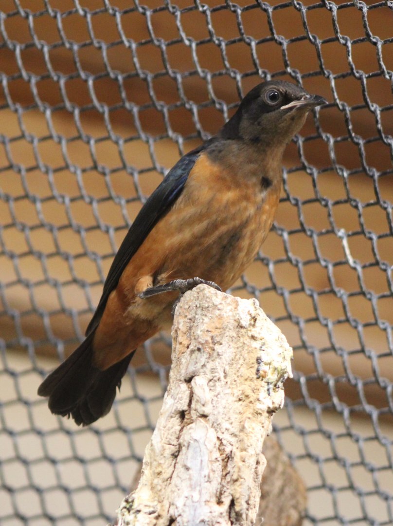 Juvenile Hildebrandt's starling