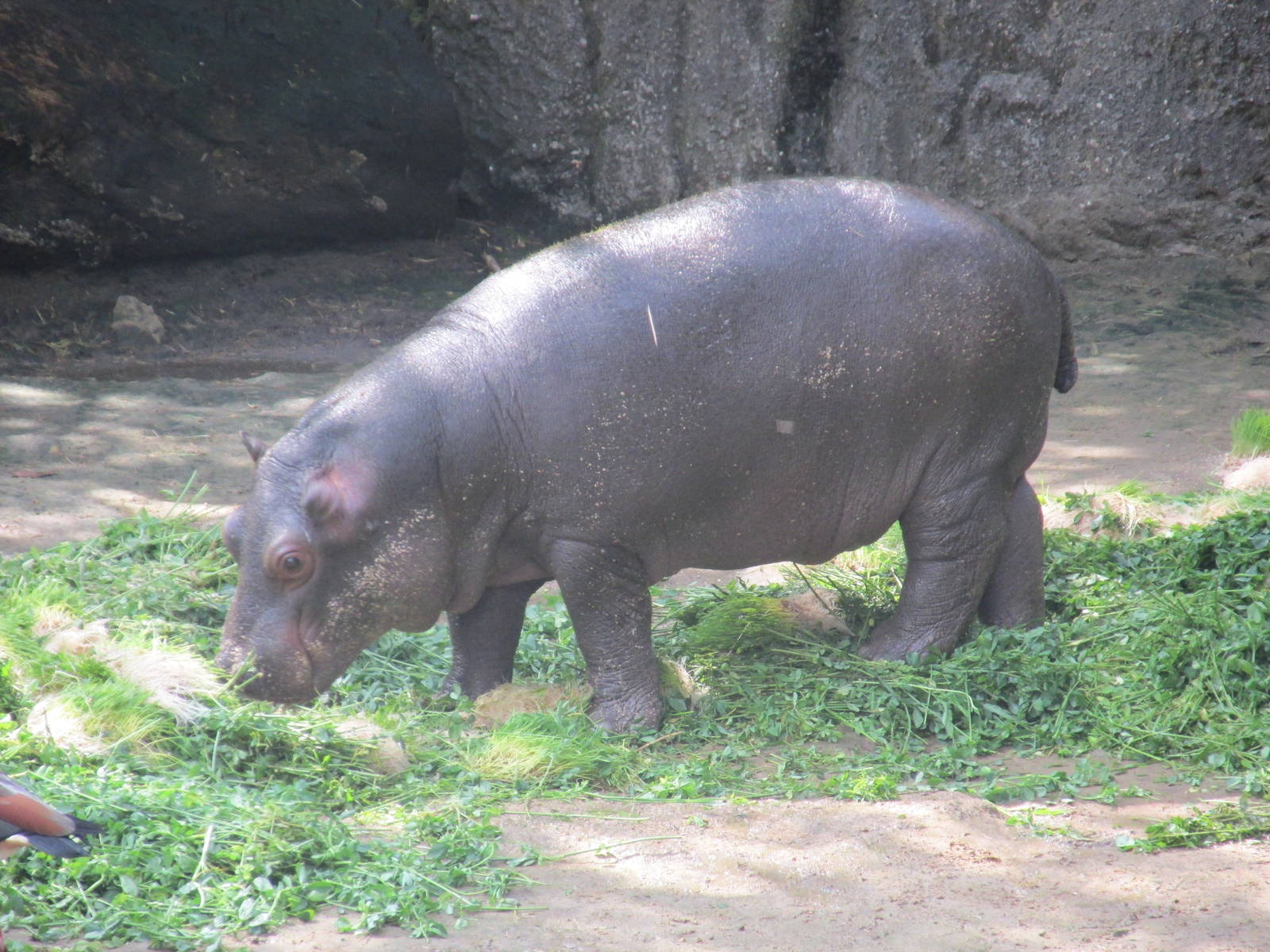 juvenile hippopotamus chapultepec zoo