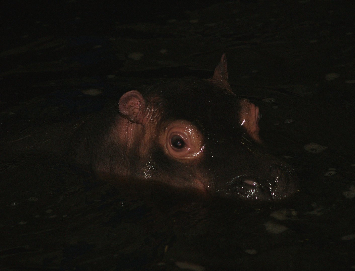 Juvenile Hippopotamus (Hippopotamus amphibius), 2008-03-01
