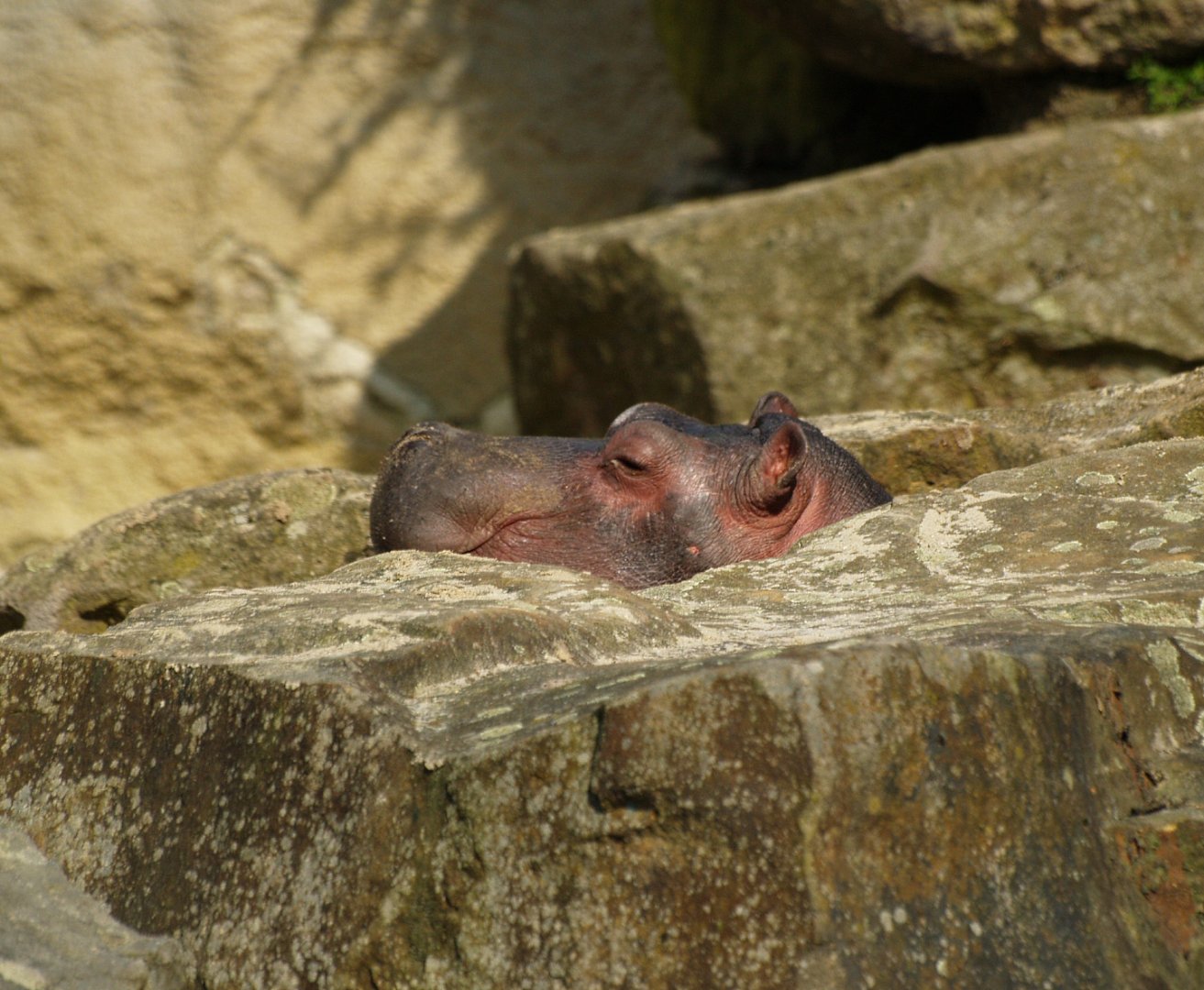 Juvenile Hippopotamus (Hippopotamus amphibius), 2009-04-19
