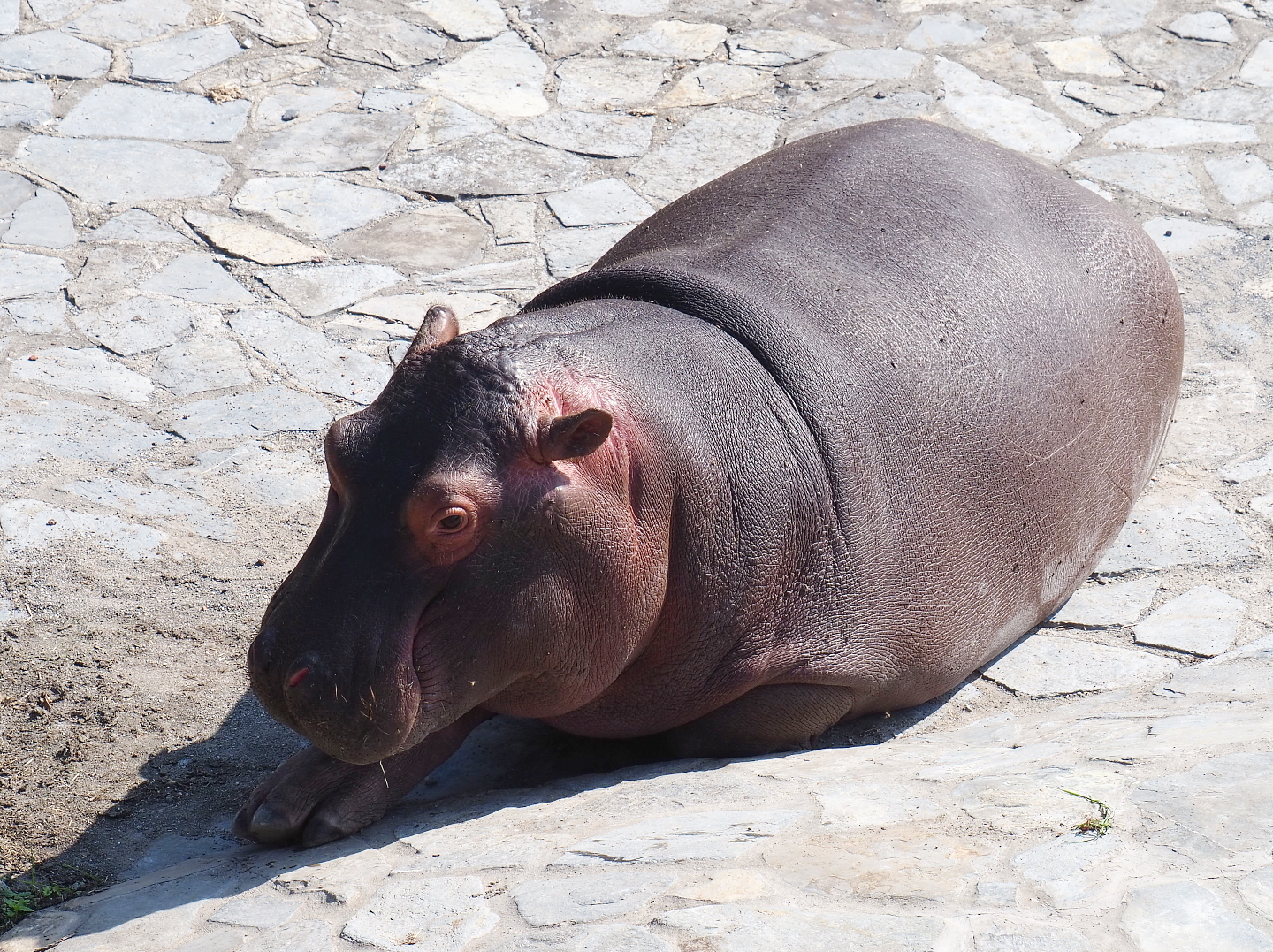 Juvenile Hippopotamus (Hippopotamus amphibius), 2021-09-02