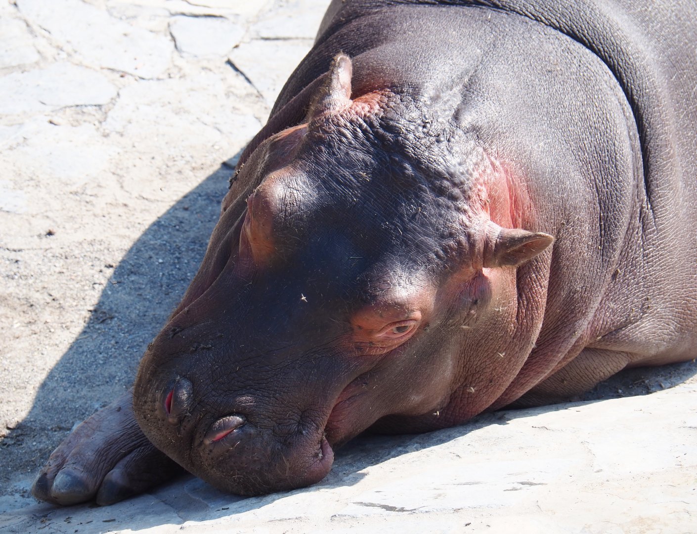 Juvenile Hippopotamus (Hippopotamus amphibius), 2021-09-02