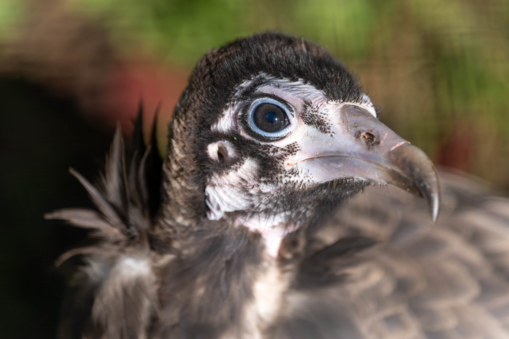 Juvenile hooded vulture, Linton, UK