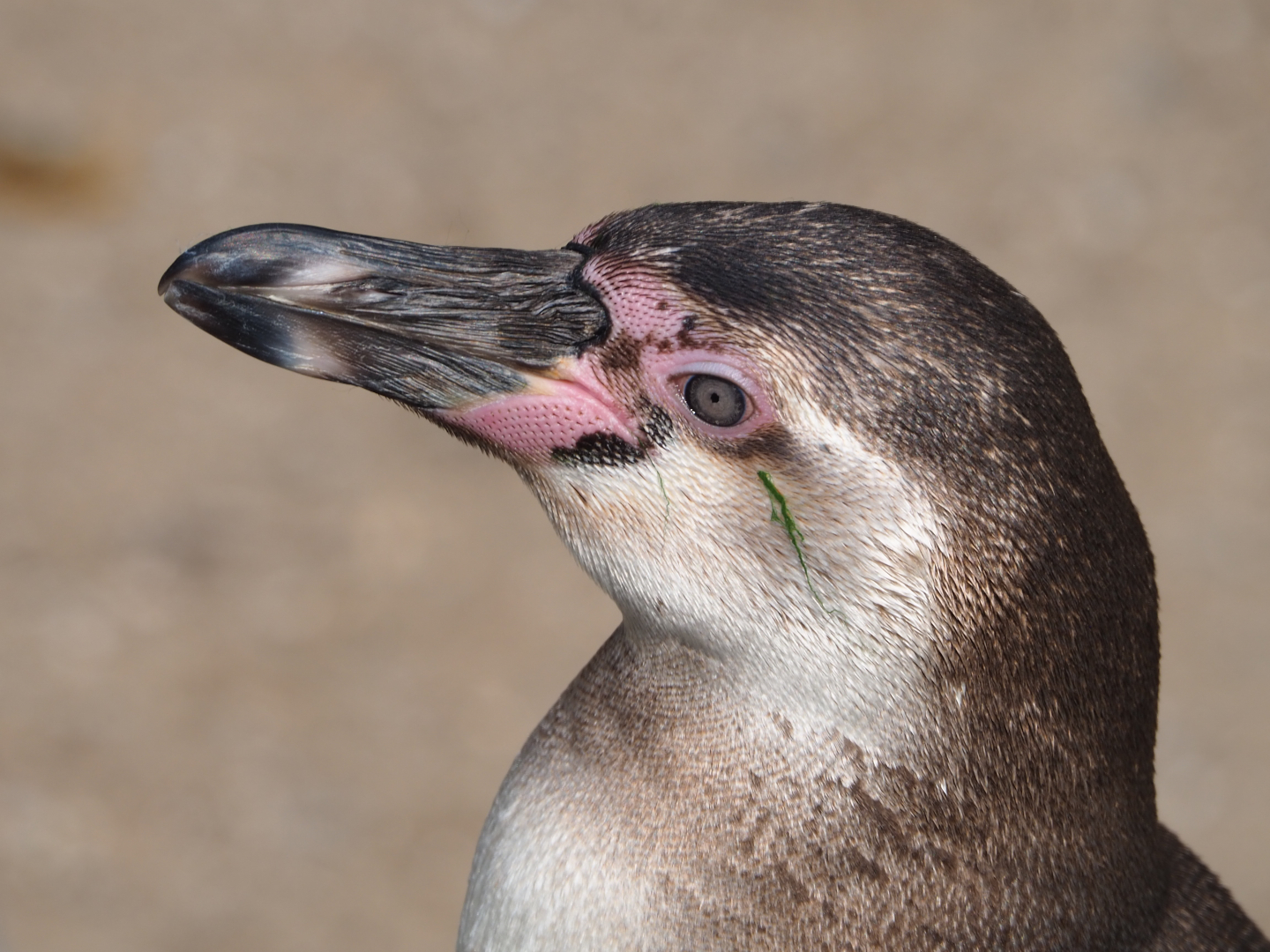 Juvenile Humboldt penguin (Spheniscus humboldti), 2021-04-20