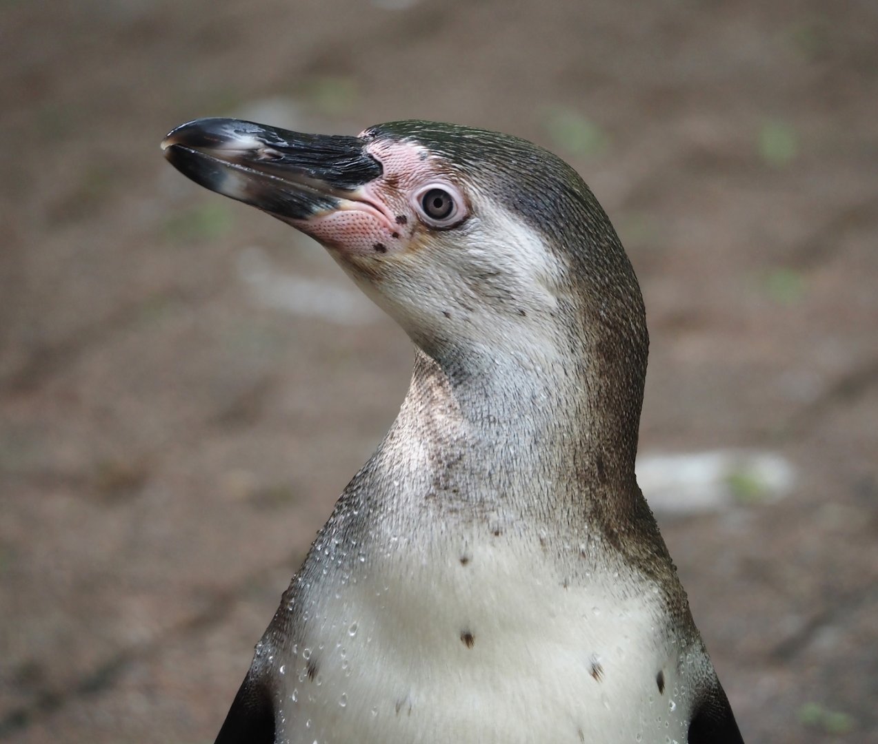 Juvenile Humboldt penguin (Spheniscus humboldti), 2024-05-24