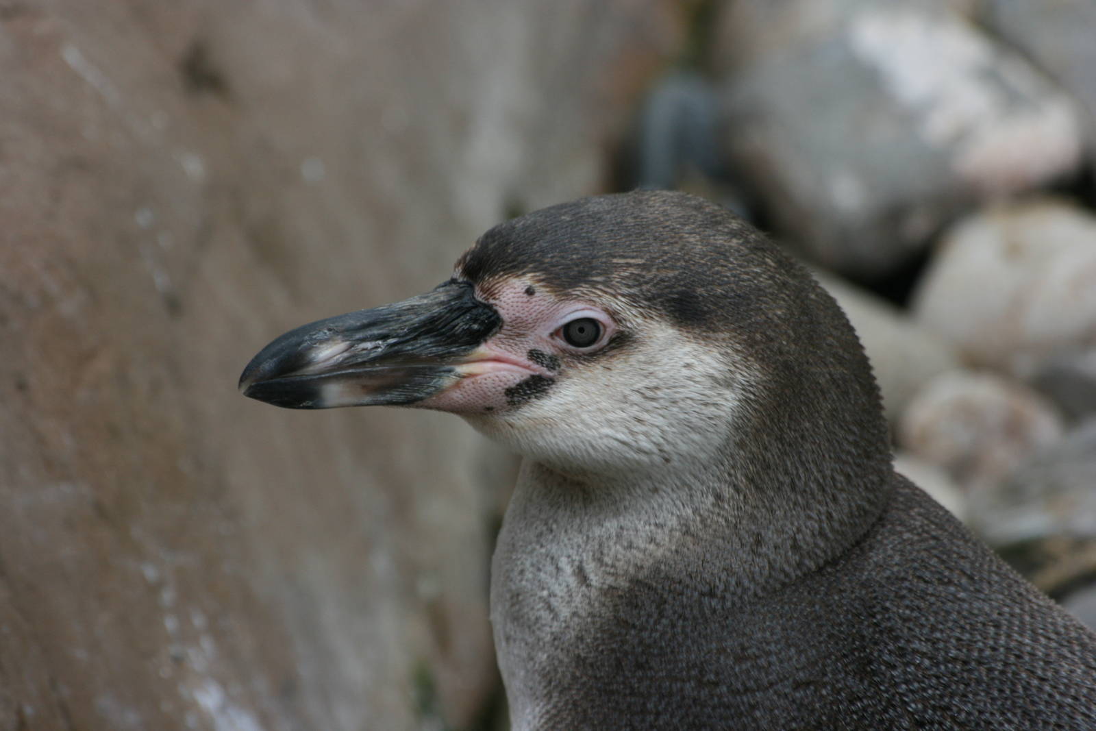 Juvenile Humboldt Penguin
