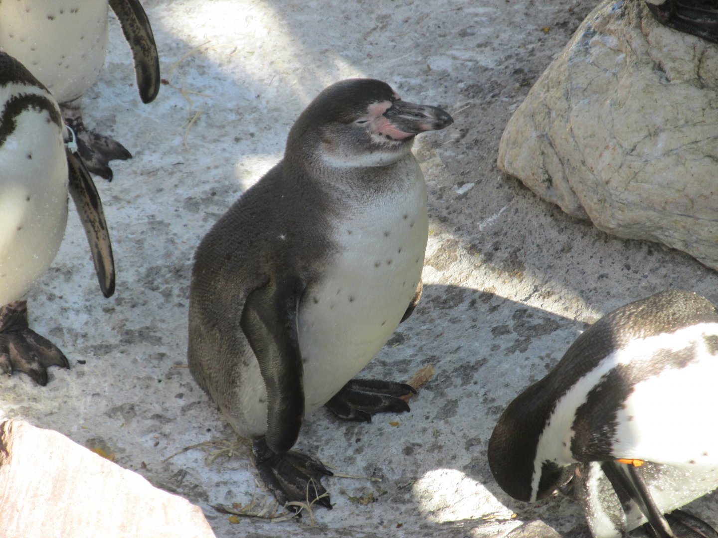 juvenile humboldt penguin