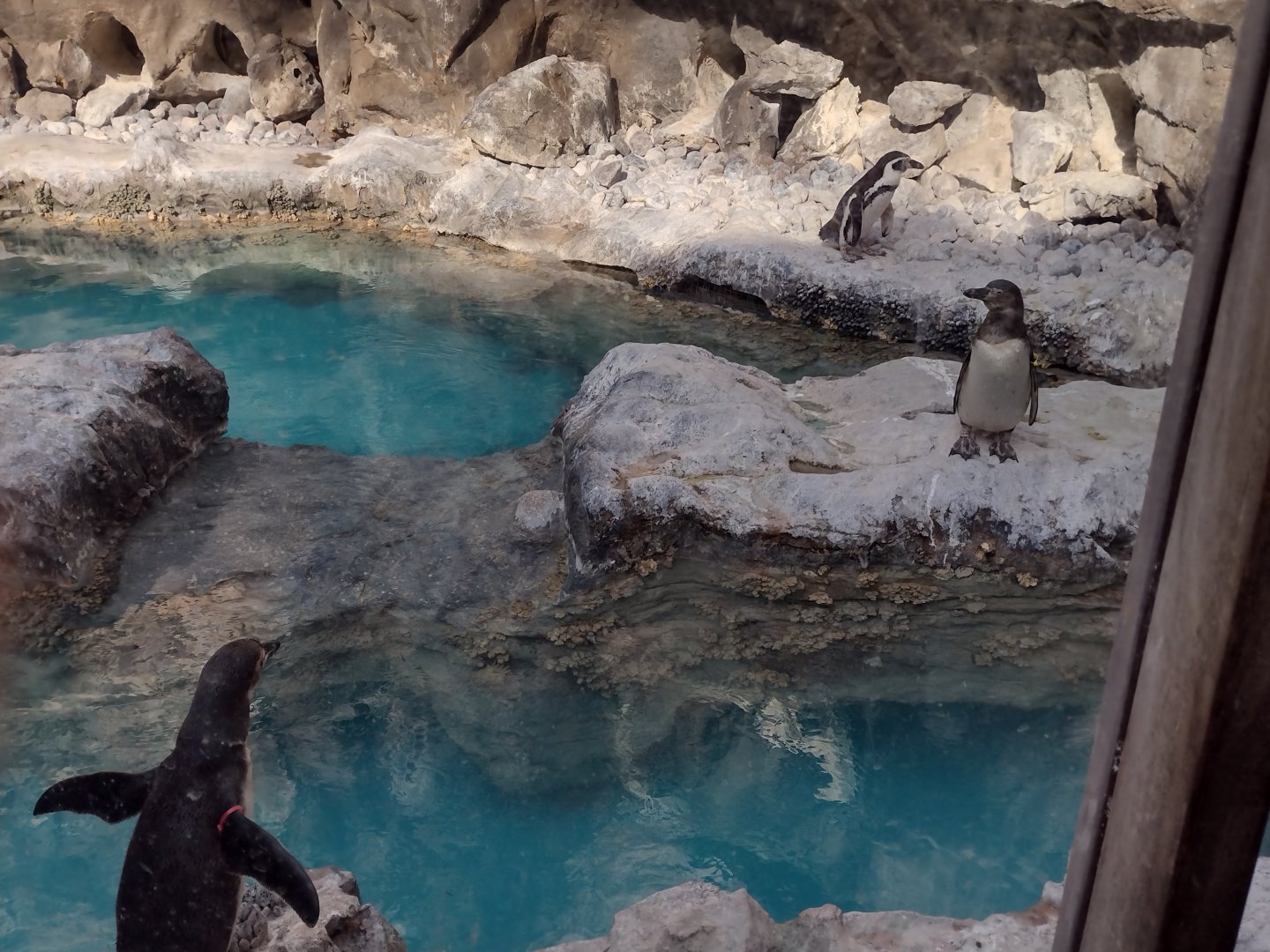 Juvenile Humboldt penguin
